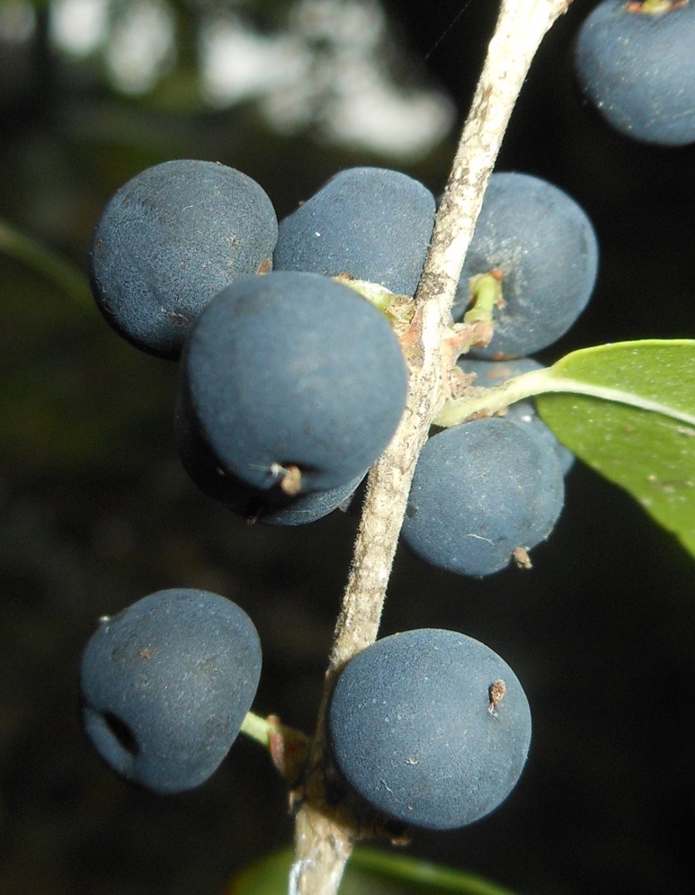 Phillyrea latifolia L. / Fillirea